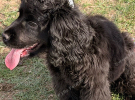American cocker cross poodle