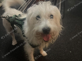 Jack Russell needs rehoming