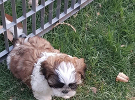 Our last shih tzu