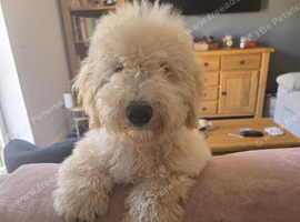 5 month old male poochon