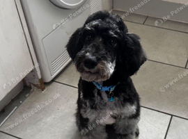 Merl cockapoo  boy for sale