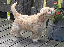 Stunning cockapoo puppies