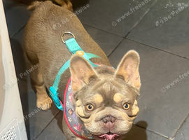 Frenchie girl
