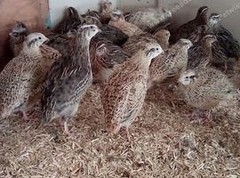 Jumbo quail for sale