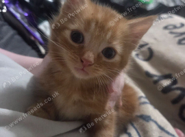 Ginger Male kitten