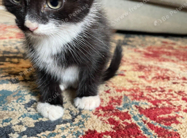Friendly kittens looking for homes