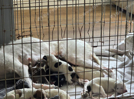 6 lurcher puppies
