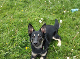 Dutch Shepard X