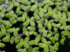 Duckweed Floating Live Aquarium Plant