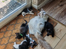 Lovely Ragdoll Kittens with Blue Eyes ready to leave
