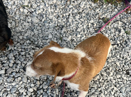 Jack Russel bitch And merle jackawawa