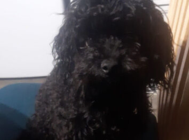 Yorkie-poo (micro) for stud