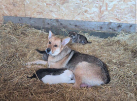 German shepherd x Cocasian shepherd