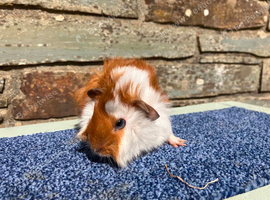 Guineapig boys