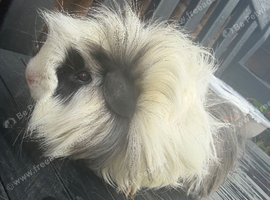 2 male long haired 9 month old guinea pigs