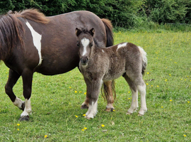 Registered miniature Shetland colt