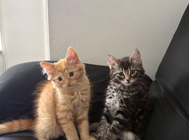 Kittens