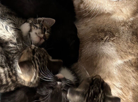 Kittens looking for new home