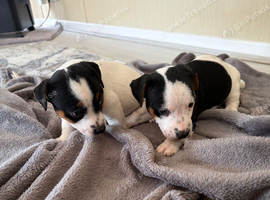 Jack Russel Puppys