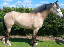 tilly n gold beautiful sweet irish cob mare 4yr old open to offers to a seriously good home