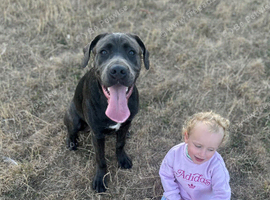Cane corso cross presa canario