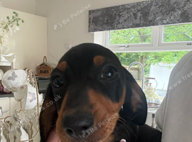 Miniature dachshund puppies