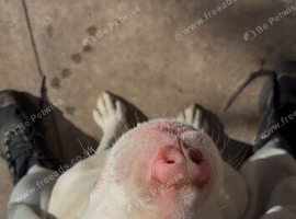 Trained Male bulldog