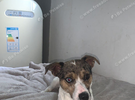 Jack Russell stud merl colouring