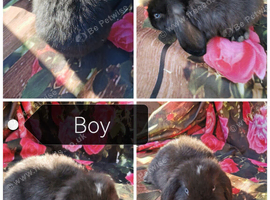 Baby mini lop