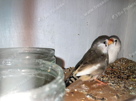 2026 zebra finches x2 hens x1 cock
