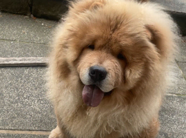 Chow chow stud