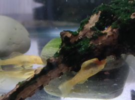 Plecos for sale