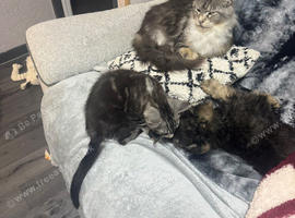 Maine coon cross
