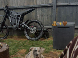 Cane Corso