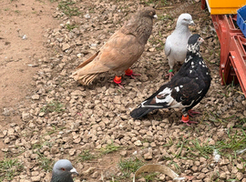 Afghan pigeons