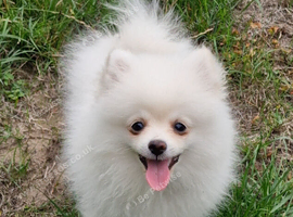 1 teacup teddy bear face White pomeranian girl Ready to go with a pedigree