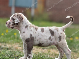 Great white Merle with blue eyes