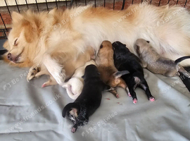 6 beautifull pomeranian baby's