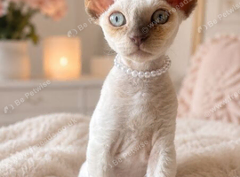 GCCF Devon Rex Kittens