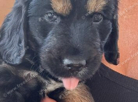 Only one Puppy left