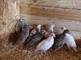 White and Northern bobwhite chicks