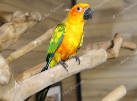 Sun conures available untamed babies around 5 6 months old.17