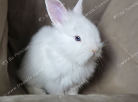 2 pure white rabbit ready to leave