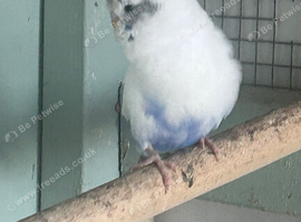 Young budgies