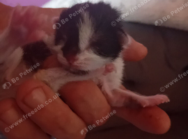 3week old kitten