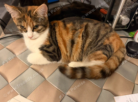 Female Kitten for sale 6 months old