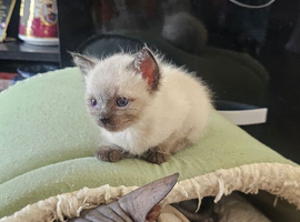 Baldness full breed cat full furry white with gray and bright blue eyes