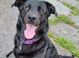 Black lab x German shepherd