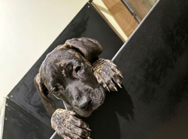Brindle female