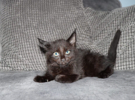 Gorgeous maine coon cross kittens